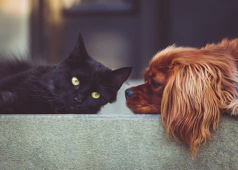 Curso de Psicología Canina y Felina
